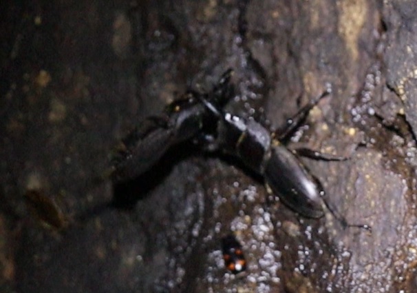 ヒラタクワガタ2♂の戦い野党が保守をブレーンバスターで瞬殺（今年20,21,22回目の遭遇）_No．5のクヌギ_クワガタ達のオアシス _2023年6月14日20時31分気温20度